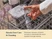 Hand loading a clear glass food storage lid into a dishwasher.